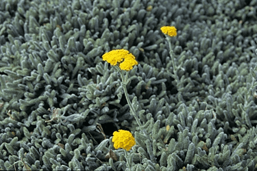 Des images de diff�rentes plantes